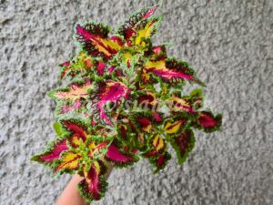 Coleus Palettblad Africká okrasná kopřiva africké kopřivy solenostemon Buntnessel