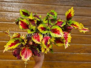 russian brocade Coleus Palettblad Africká okrasná kopřiva africké kopřivy solenostemon Buntnessel