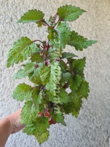 abigail Coleus Palettblad Africká okrasná kopřiva africké kopřivy solenostemon Buntnessel