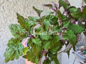 abigail Coleus Palettblad Africká okrasná kopřiva africké kopřivy solenostemon Buntnessel