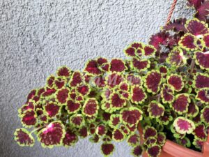 Alamare Coleus Palettblad Africká okrasná kopřiva africké kopřivy solenostemon Buntnessel