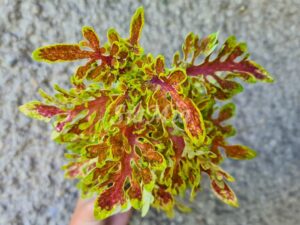 Apricot Feever Coleus Palettblad Africká okrasná kopřiva africké kopřivy solenostemon Buntnessel