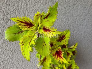 Big Chief Coleus Palettblad Africká okrasná kopřiva africké kopřivy solenostemon Buntnessel