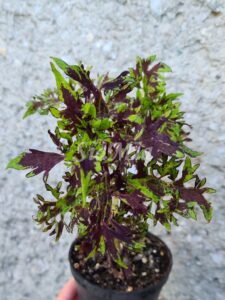 Black Lace Coleus Palettblad Africká okrasná kopřiva africké kopřivy solenostemon Buntnessel