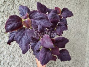 Black Prince Coleus Palettblad Africká okrasná kopřiva africké kopřivy solenostemon Buntnessel