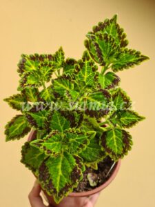 Bonnie Gold Coleus Palettblad Africká okrasná kopřiva africké kopřivy solenostemon Buntnessel