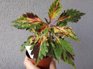 Brazilian Carnival Coleus Palettblad Africká okrasná kopřiva africké kopřivy solenostemon Buntnessel