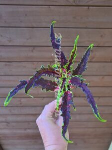 Coleus Palettblad Africká okrasná kopřiva africké kopřivy solenostemon Buntnessel