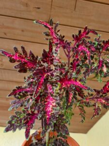 Coleus Palettblad Africká okrasná kopřiva africké kopřivy solenostemon Buntnessel