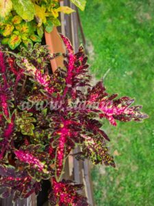 Coleus Palettblad Africká okrasná kopřiva africké kopřivy solenostemon Buntnessel