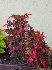 Coleus Palettblad Africká okrasná kopřiva africké kopřivy solenostemon Buntnessel