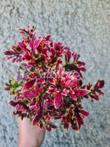 Burning Bush Coleus Palettblad Africká okrasná kopřiva africké kopřivy solenostemon Buntnessel