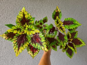 Caracas Coleus Palettblad Africká okrasná kopřiva africké kopřivy solenostemon Buntnessel