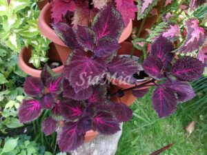 China rose Coleus Palettblad Africká okrasná kopřiva africké kopřivy solenostemon Buntnessel