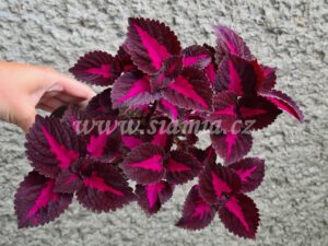 china rose Coleus Palettblad Africká okrasná kopřiva africké kopřivy solenostemon Buntnessel