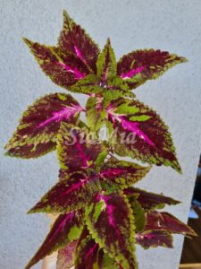 Christmas Candy Coleus Palettblad Africká okrasná kopřiva africké kopřivy solenostemon Buntnessel