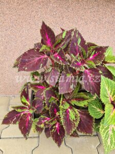 christmas candy Coleus Palettblad Africká okrasná kopřiva africké kopřivy solenostemon Buntnessel