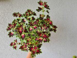 Colorful Duckfoot Coleus Palettblad Africká okrasná kopřiva africké kopřivy solenostemon Buntnessel