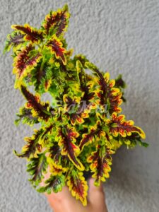 Copper Coral Coleus Palettblad Africká okrasná kopřiva africké kopřivy solenostemon Buntnessel