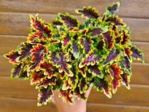 Copper coral Coleus Palettblad Africká okrasná kopřiva africké kopřivy solenostemon Buntnessel