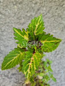 Crazy Alice Coleus Palettblad Africká okrasná kopřiva africké kopřivy solenostemon Buntnessel