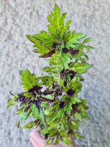 Crazy Alice Coleus Palettblad Africká okrasná kopřiva africké kopřivy solenostemon Buntnessel