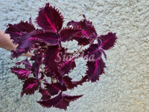 Crimson Ruffles Coleus Palettblad Africká okrasná kopřiva africké kopřivy solenostemon Buntnessel