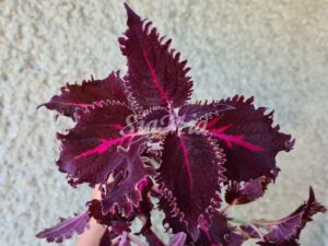 Crimson Ruffles Coleus Palettblad Africká okrasná kopřiva africké kopřivy solenostemon Buntnessel