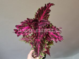 crimson velvet Coleus Palettblad Africká okrasná kopřiva africké kopřivy solenostemon Buntnessel