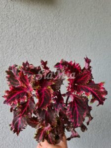 Crimson Velvet Coleus Palettblad Africká okrasná kopřiva africké kopřivy solenostemon Buntnessel