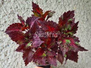 Dark Elf Curly Gold Pin Coleus Palettblad Africká okrasná kopřiva africké kopřivy solenostemon Buntnessel