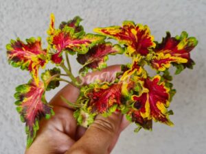 Durham Gala Coleus Palettblad Africká okrasná kopřiva africké kopřivy solenostemon Buntnessel