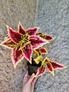 El Brighto Coleus Palettblad Africká okrasná kopřiva africké kopřivy solenostemon Buntnessel