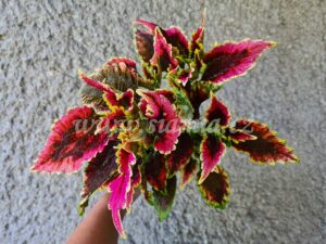 el brighto Coleus Palettblad Africká okrasná kopřiva africké kopřivy solenostemon Buntnessel