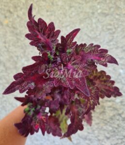 Elfers Coleus Palettblad Africká okrasná kopřiva africké kopřivy solenostemon Buntnessel