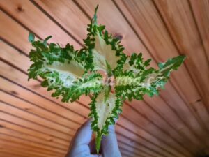 emerald rhapsody Coleus Palettblad Africká okrasná kopřiva africké kopřivy solenostemon Buntnessel