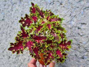 Fantastic Coleus Palettblad Africká okrasná kopřiva africké kopřivy solenostemon Buntnessel