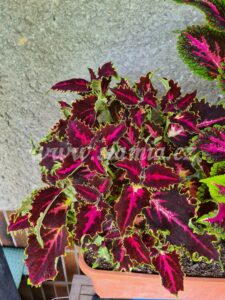 fantasy Coleus Palettblad Africká okrasná kopřiva africké kopřivy solenostemon Buntnessel