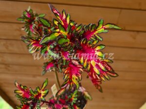 feathers Coleus Palettblad Africká okrasná kopřiva africké kopřivy solenostemon Buntnessel