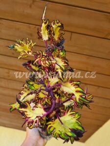 feathers yellow Coleus Palettblad Africká okrasná kopřiva africké kopřivy solenostemon Buntnessel