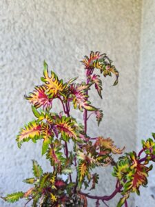 feathers perie Coleus Palettblad Africká okrasná kopřiva africké kopřivy solenostemon Buntnessel