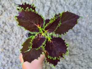 Felix Coleus Palettblad Africká okrasná kopřiva africké kopřivy solenostemon Buntnessel