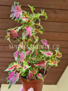 Coleus Palettblad Africká okrasná kopřiva africké kopřivy solenostemon Buntnessel