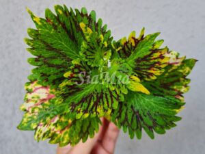 Flirtin Skirts Coleus Palettblad Africká okrasná kopřiva africké kopřivy solenostemon Buntnessel