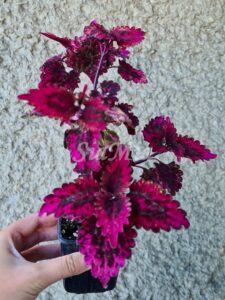 Florida Sun Rose Coleus Palettblad Africká okrasná kopřiva africké kopřivy solenostemon Buntnessel