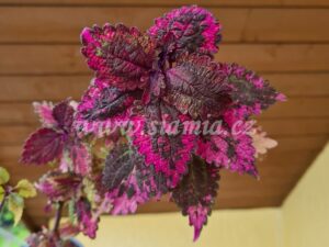 florida sun rose Coleus Palettblad Africká okrasná kopřiva africké kopřivy solenostemon Buntnessel