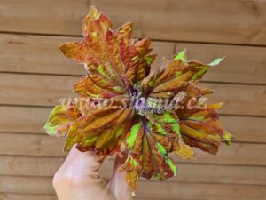 freckles ruffles Coleus Palettblad Africká okrasná kopřiva africké kopřivy solenostemon Buntnessel