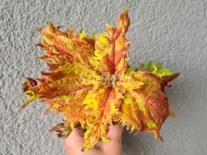 Freckles Ruffles Coleus Palettblad Africká okrasná kopřiva africké kopřivy solenostemon Buntnessel