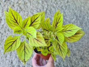 Gay´s Delight Coleus Palettblad Africká okrasná kopřiva africké kopřivy solenostemon Buntnessel