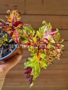 Coleus Palettblad Africká okrasná kopřiva africké kopřivy solenostemon Buntnessel